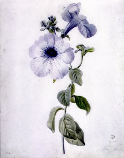 Petunia by Marie Anne
